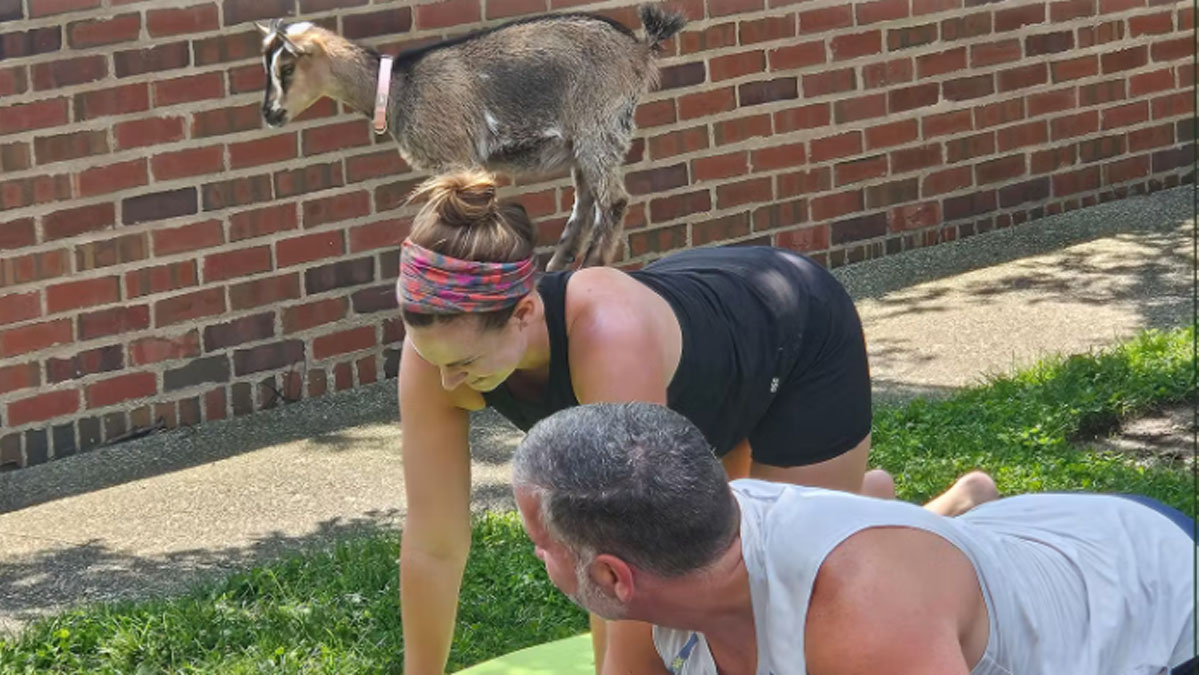 Goat Yoga at Elawa Farm 